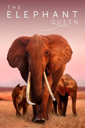 The Elephant Queen (2019) อัศจรรย์ราชินีแห่งช้าง ดูหนังออนไลน์ HD